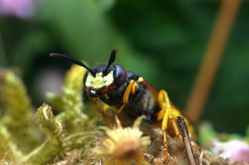 Réf. 211 287 : Philanthus triangulum